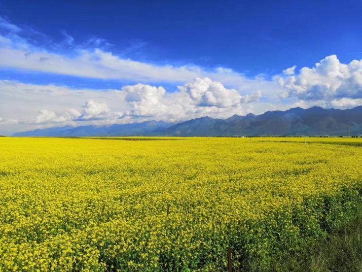 门源门源百里油菜花海