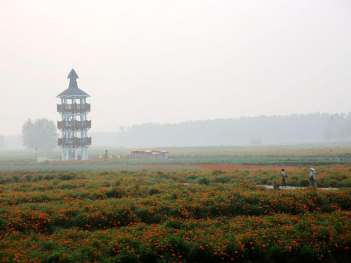 兴化千垛菊花风景区