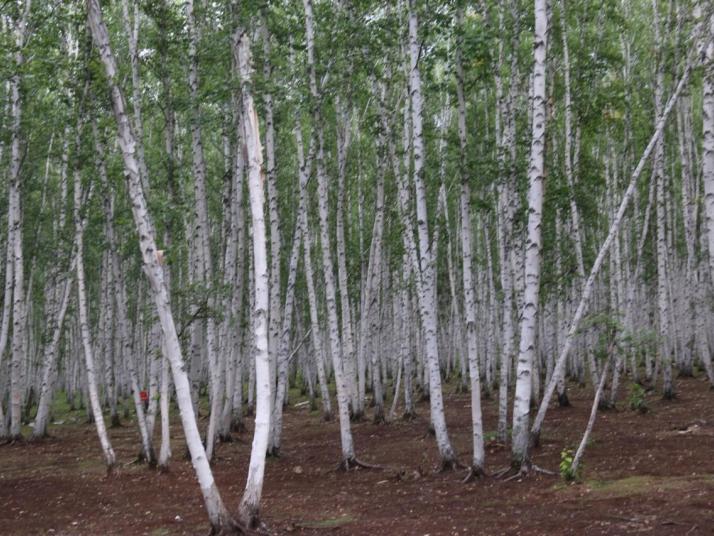 額爾古納白樺林景區(qū)好玩嗎