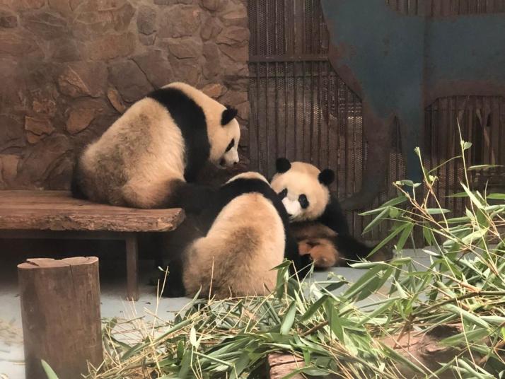 成都成都大熊猫繁育研究基地好玩吗