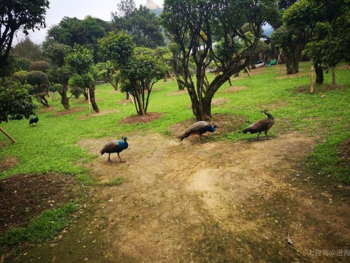 芒市勐巴娜西珍奇園