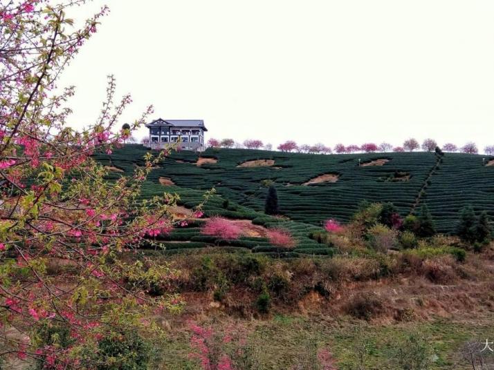 漳平永福樱花园好玩吗