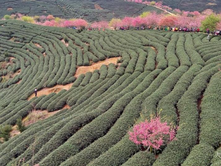 漳平永福樱花园图片