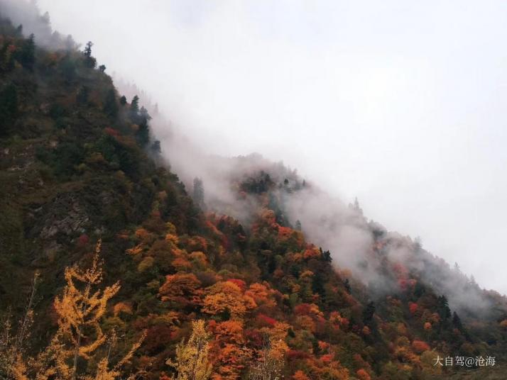 黑水羊茸?哈德