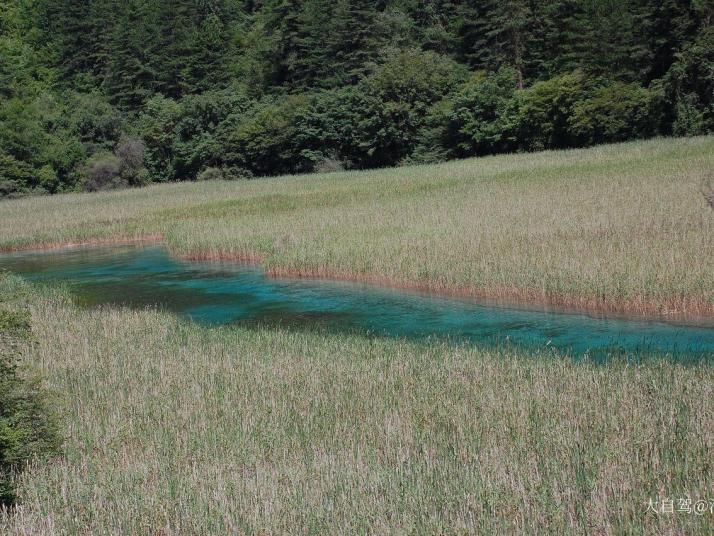 九寨沟芦苇海