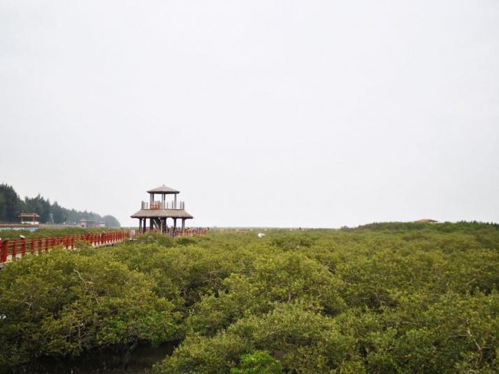 北海金海湾红树林图片