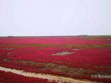 红海滩国家风景廊道自驾游