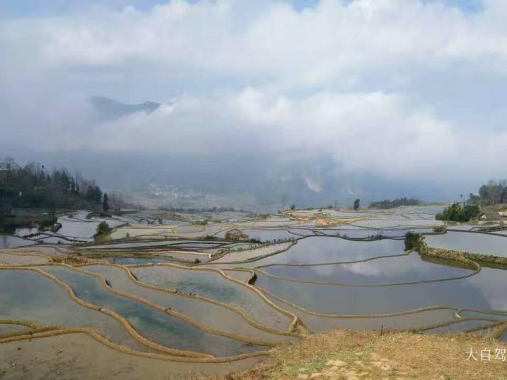 元阳元阳多依树景区图片