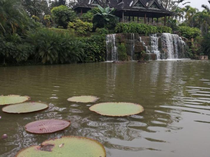 勐臘勐侖中科院西雙版納熱帶植物園好玩嗎