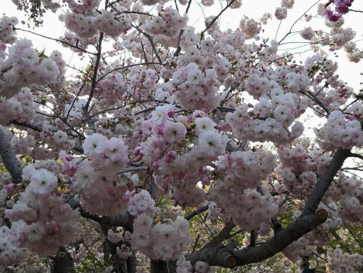 旅顺龙王塘樱花园好玩吗