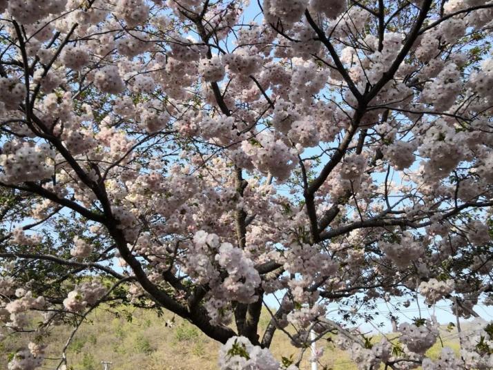 旅顺龙王塘樱花园图片
