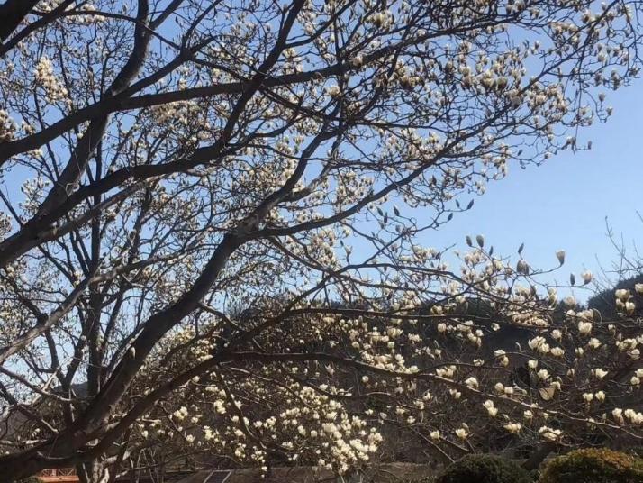 旅顺龙王塘樱花园