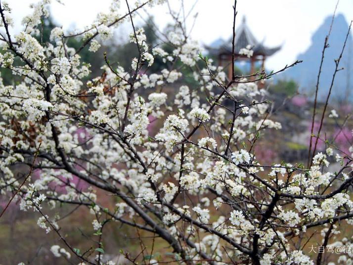 荔波茂蘭萬(wàn)畝梅園