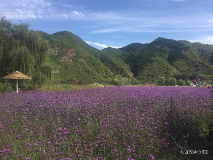 密云人间花海薰衣草庄园图片