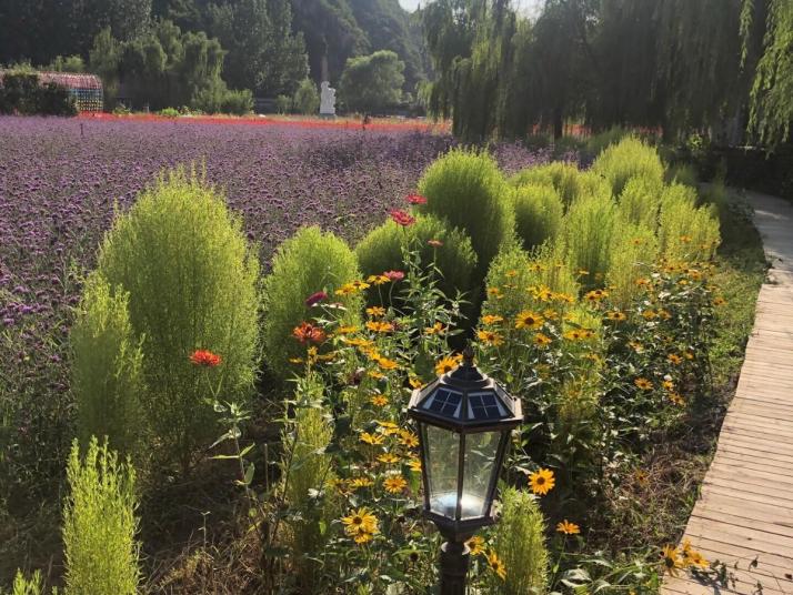 密云人間花海薰衣草莊園好玩嗎