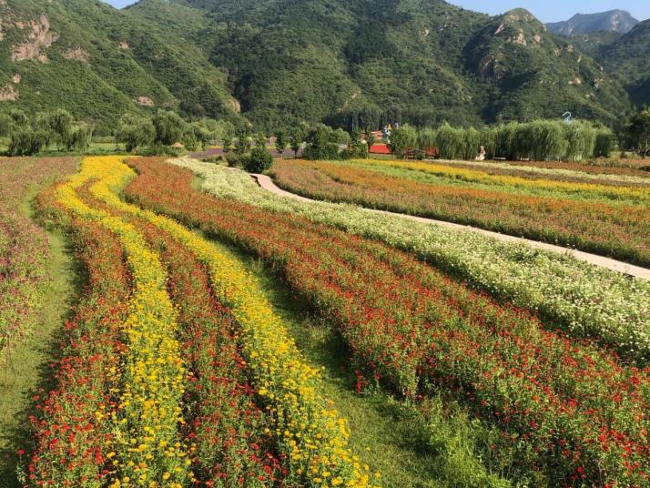 密云人間花海薰衣草莊園圖片