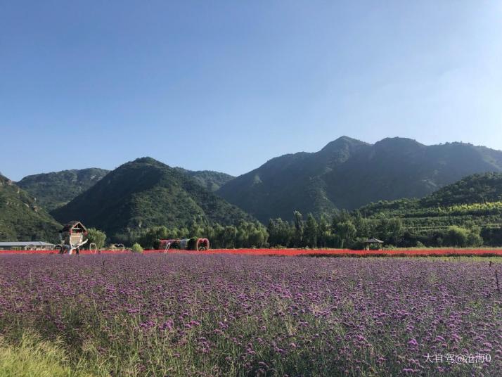 密云人间花海薰衣草庄园图片