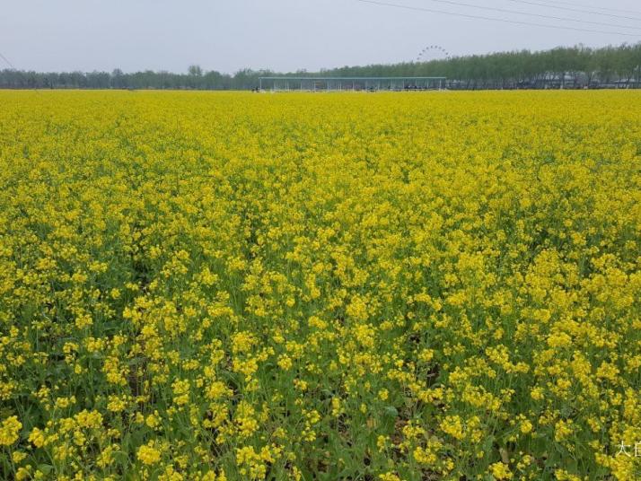 兰陵兰陵农业公园油菜花海图片