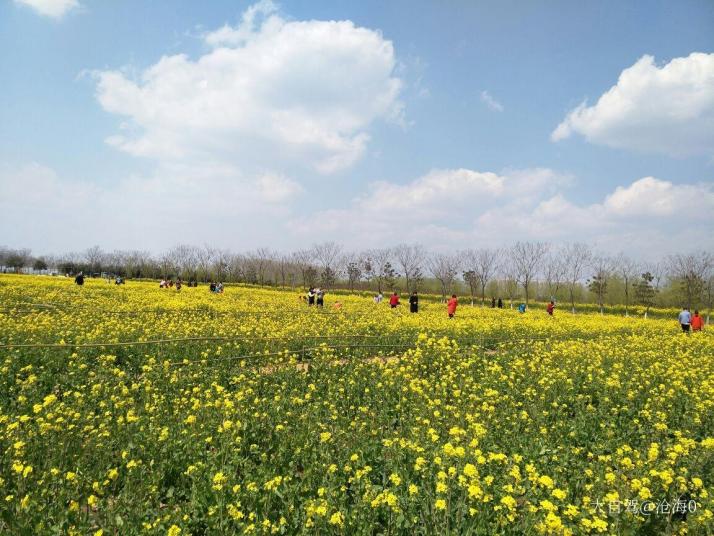 兰陵兰陵农业公园油菜花海