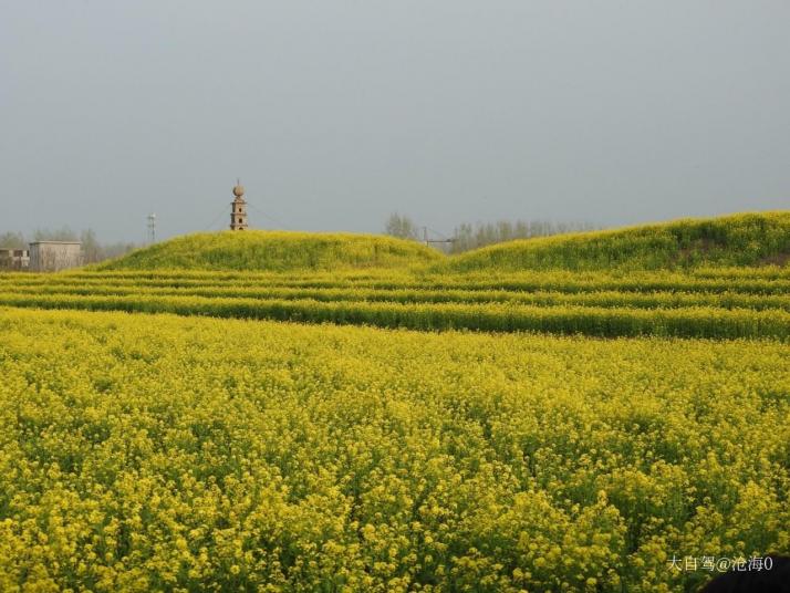 兰陵兰陵农业公园油菜花海好玩吗