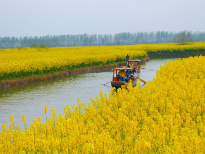 兴化兴化千垛油菜花景区