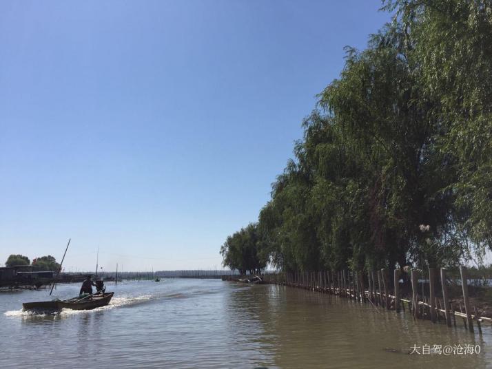 高郵高郵湖蘆葦蕩濕地公園圖片