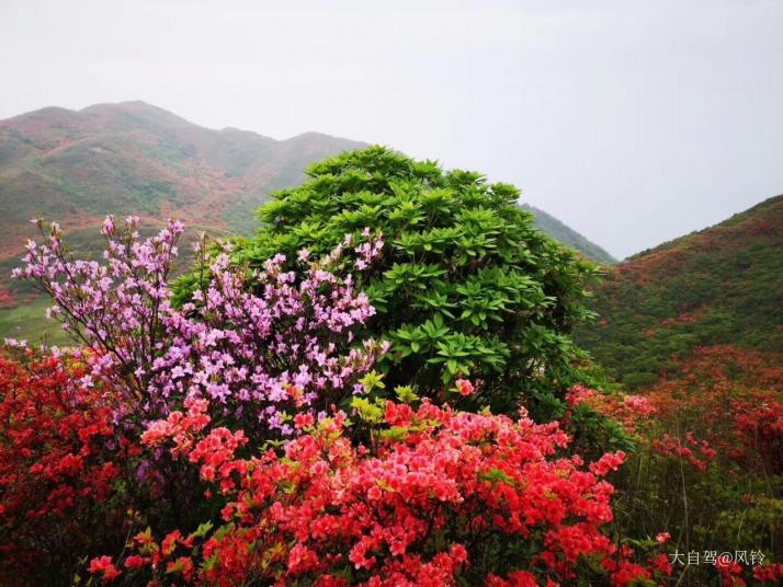 瀏陽(yáng)大圍山國(guó)家森林公園圖片