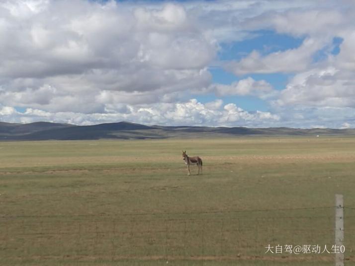 瑪多黃河源好玩嗎