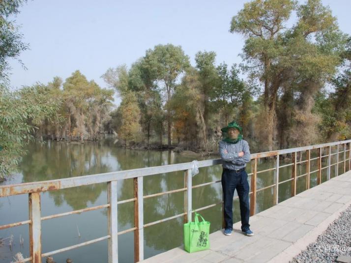 輪臺(tái)塔里木胡楊林圖片