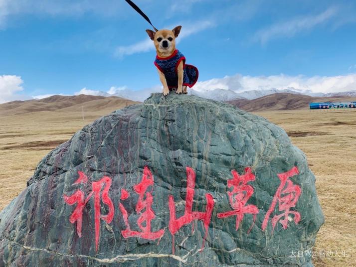 祁连祁连山草原