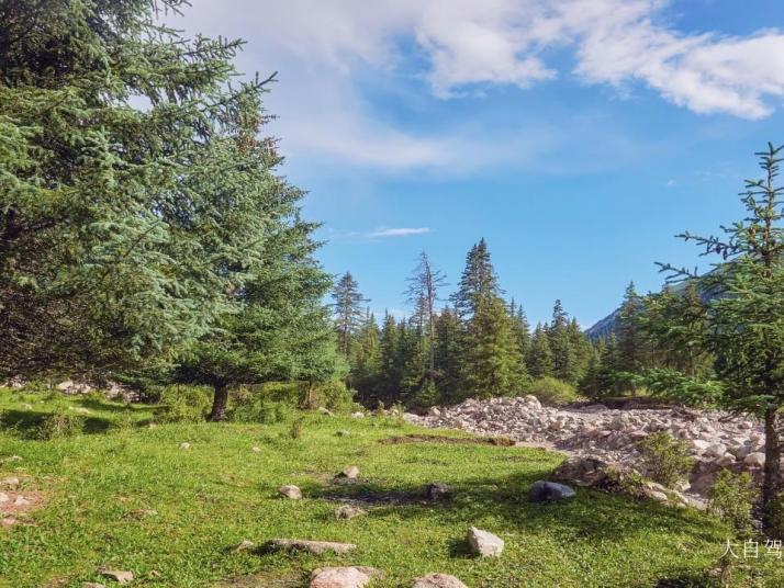 祁连冰沟林海景区图片