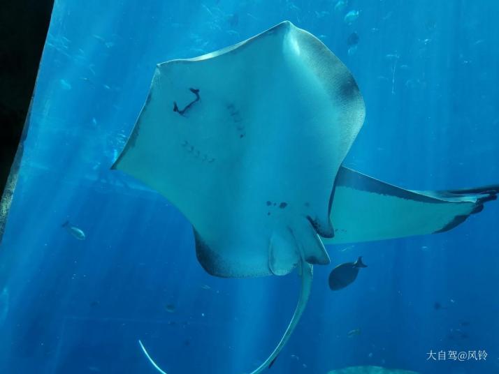 三亚亚特兰蒂斯失落的空间水族馆好玩吗