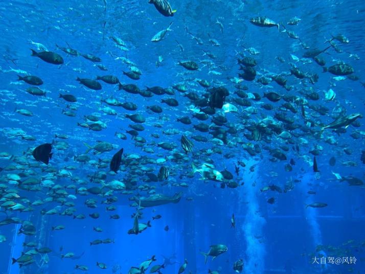 三亚亚特兰蒂斯失落的空间水族馆图片