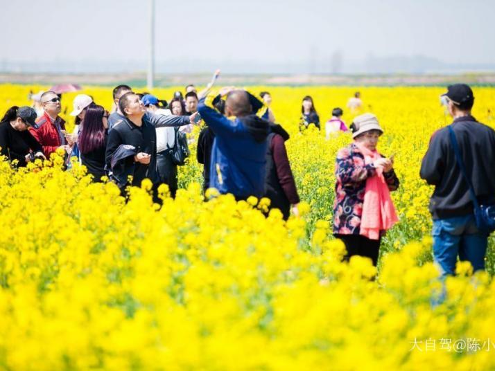 封丘陈桥湿地公园图片