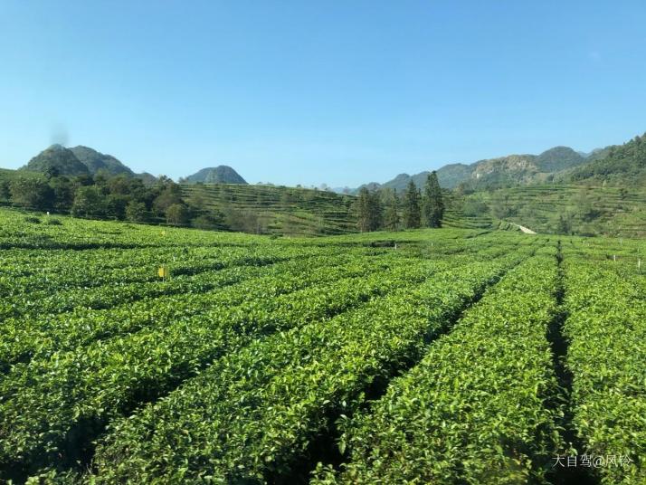 英德积庆里红茶谷