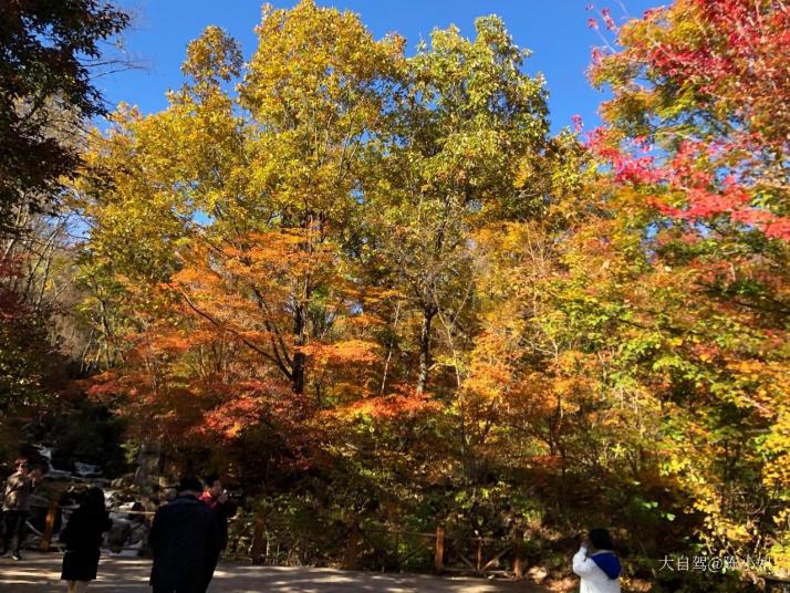 桓仁楓林谷森林公園圖片
