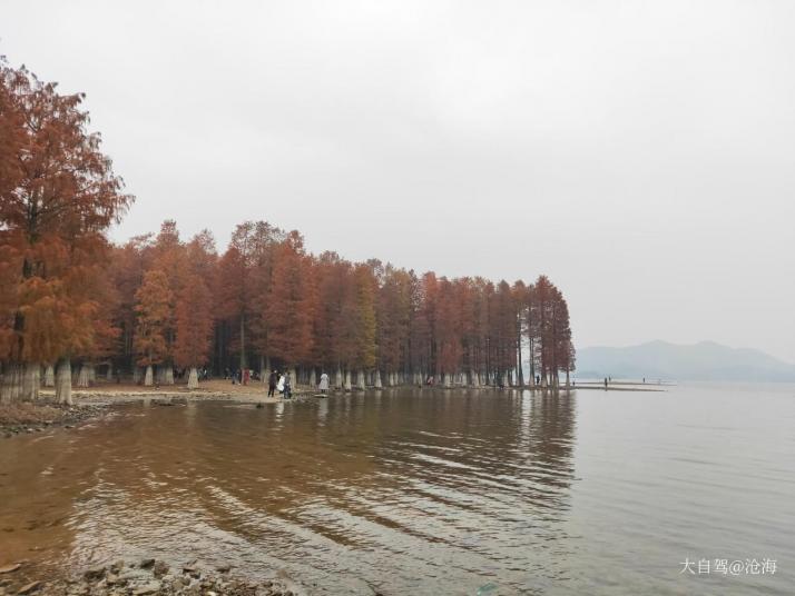 余姚四明湖水杉濕地