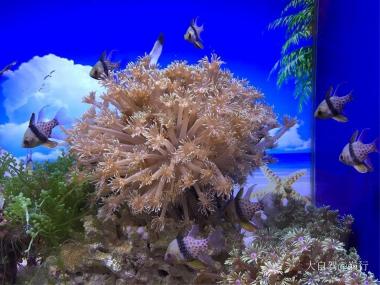 海昌極地海洋公園自駕游