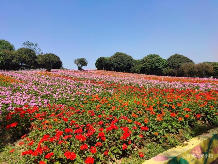 東莞夢(mèng)幻百花洲主題景區(qū)好玩嗎