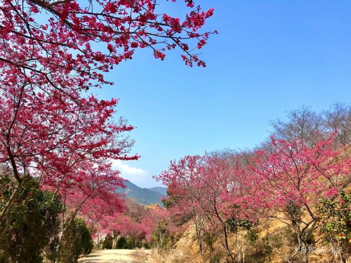 韶关新丰樱花峪好玩吗