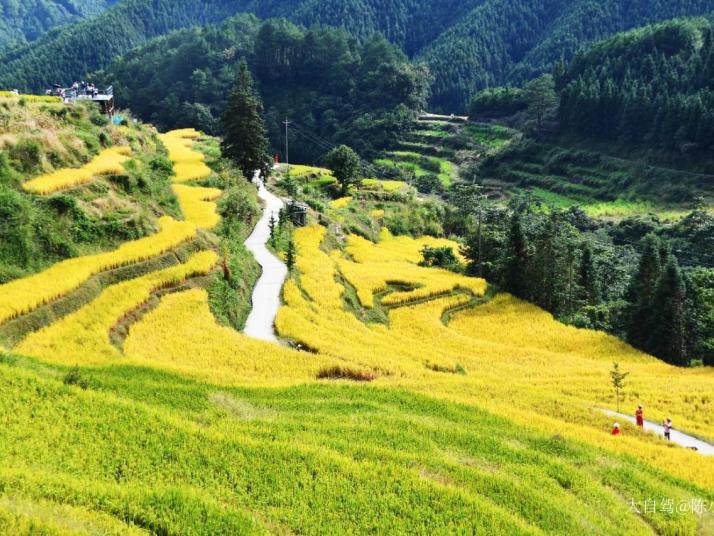 連山歐家梯田圖片