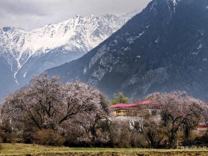 林芝嘎拉桃花村图片