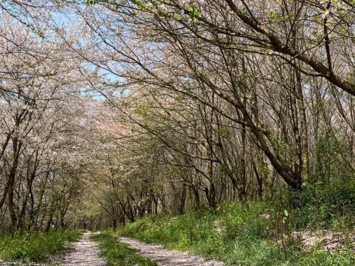 安顺平坝农场樱花园   