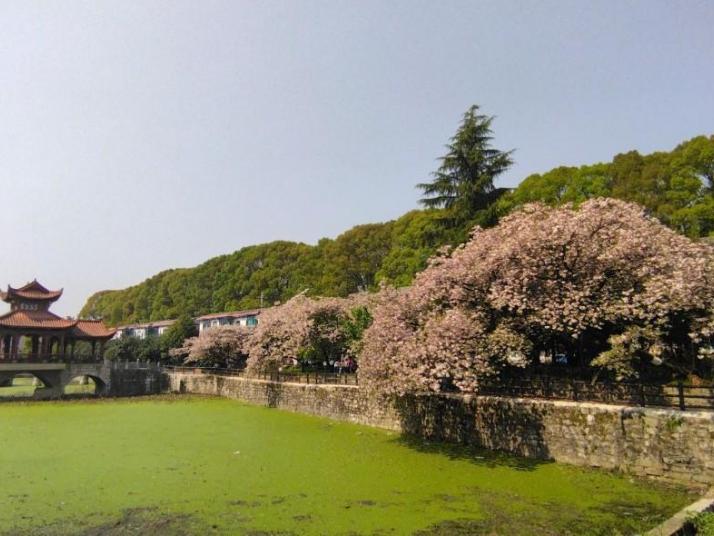 安顺平坝农场樱花园   好玩吗