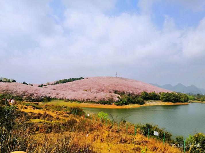 安顺平坝农场樱花园   图片