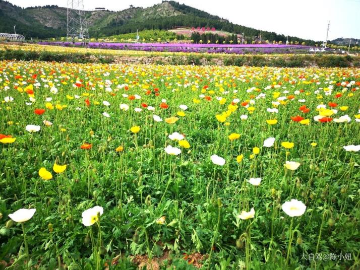 平陰平陰玫瑰園好玩嗎