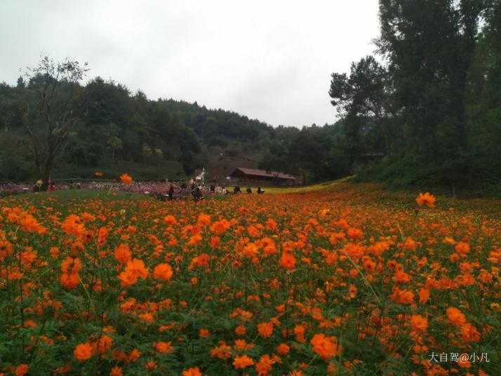 英山英山四季花海景區(qū)圖片