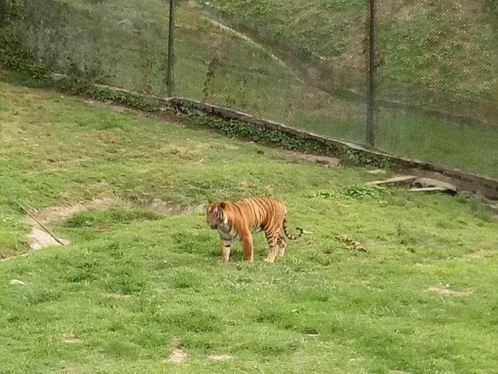 龍巖梅花山虎園