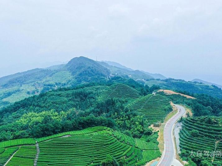 重庆茶山竹海