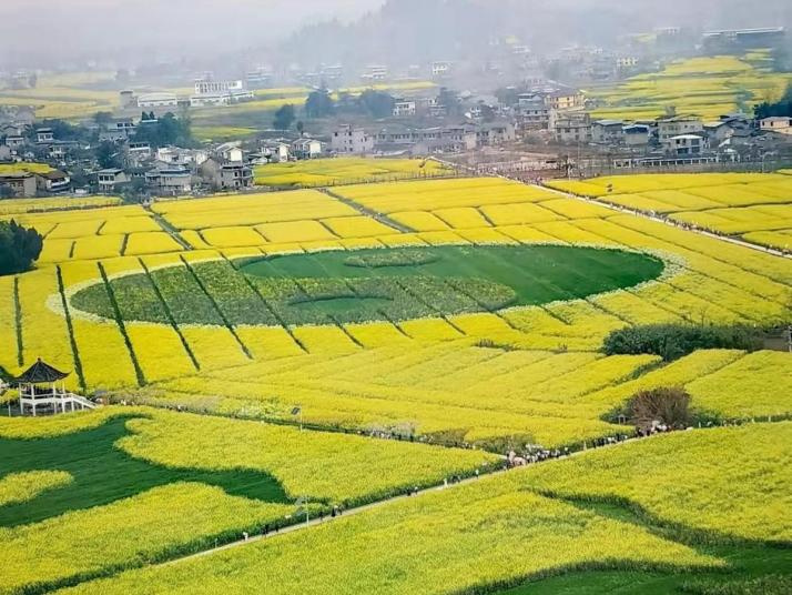 重庆 潼南崇龛油菜花